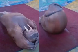 Chú hải cẩu vỗ tay 'tự sướng' vì gập bụng quá giỏi