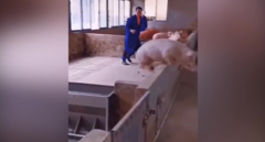 Lợn 'chơi xấu' khiến ông chủ chạy đứt hơi