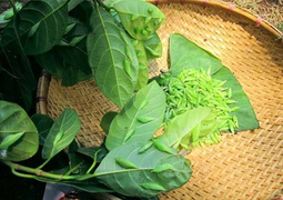 Mặc kệ nỗi sợ, người Tây Nguyên vẫn háo hức với thứ đặc sản không ai dám thử này