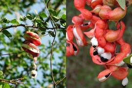 Mấy ai còn nhớ loại quả dại 'ngòn ngọt bùi bùi' mà lũ trẻ hay tranh nhau ăn?