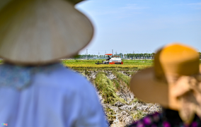 Bộ Nông nghiệp: Lương thực luôn sẵn cho tiêu thụ nội địa và xuất khẩu