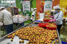 Tối nay, xuất khẩu lô vải thiều Bắc Giang đầu tiên sang Nhật