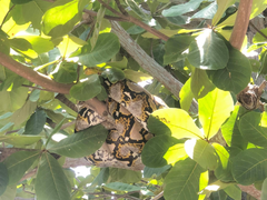 Phát hiện trăn gấm nặng 28kg, dài 4m trong khuôn viên trường học