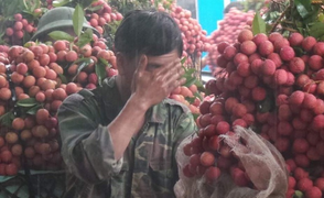 'Không có chuyện vải Bắc Giang bị ép giá 2.000 đồng/kg'