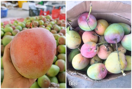 Xoài Úc khổng lồ rớt giá, dân mạng hô hào 'giải cứu'