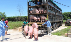 Tạm ngừng nhập khẩu lợn sống từ Thái Lan để giết mổ