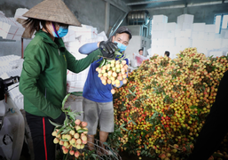 Sự thật thông tin vải thiều Lục Ngạn bị ép giá xuống 2.000 đồng/kg