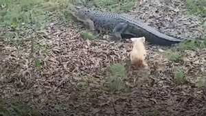 Video: Cá sấu tháo chạy khi bị chó nhà tấn công