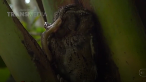 Video: Bị rắn cắn thẳng vào mặt, cú mèo vẫn quyết bảo vệ con