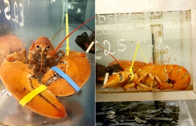 Đi 'chợ' hải sản, tình cờ giải cứu 2 con tôm hùm cực hiếm khỏi bàn nhậu