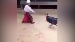 Đấu võ với gà, bé trai chạy trốn