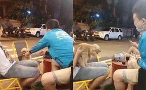 Cậy thế chủ, chú chó ra vẻ 'hổ báo'