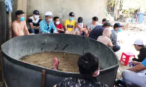 Bất chấp lệnh cấm, 15 người tụ tập cổ vũ đá gà bị phạt 225 triệu đồng