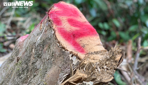 Cận cảnh gần 5.000m2 rừng phòng hộ bị 'xẻ thịt', mở đường thi công thủy điện