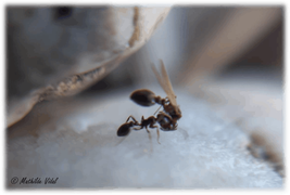 Kiến thợ nhỏ con làm bà mai cho kiến chúa lười biếng