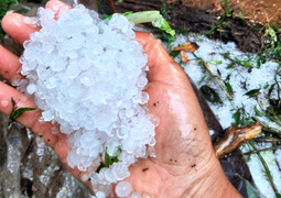 Mưa đá phá sâm Ngọc Linh ở Quảng Nam