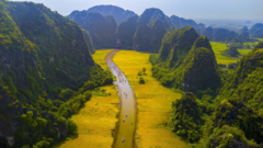 Mơ màng giữa sắc vàng thơ mộng của cánh đồng ‘đẹp nhất Việt Nam’ mùa lúa chín 