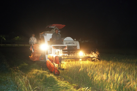 Video: Nắng nóng khủng khiếp, nông dân ở Hà Nội ra đồng gặt lúa vào ban đêm