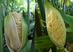 Khó tin mà có thật: Cận cảnh loài cây độc đáo như được lai giữa mì gói và bắp