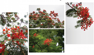 Ngắm Hà Nội hè sang rực rỡ sắc hoa