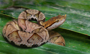 Bắt rắn ngâm rượu, người đàn ông suýt chết khi bị rắn trả thù