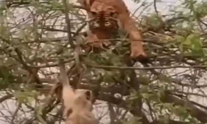 Hổ to béo leo lên cây săn mồi, bị khỉ dạy cho bài học