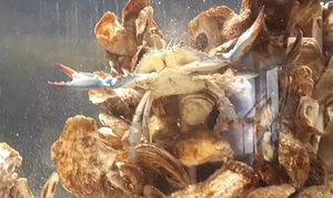 Cua 'ái nam ái nữ' siêu quý hiếm