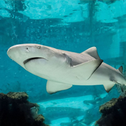 Chỉ 7 giây, hãy tìm ra những vật được ẩn giấu trong loạt hình này