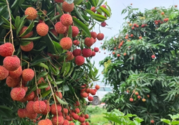 Hơn 27.000 tấn vải thiều Bắc Giang đã được tiêu thụ