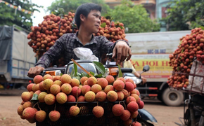 Bắc Giang đề nghị Thủ tướng mở 'làn xanh' cho xe chở vải thiều