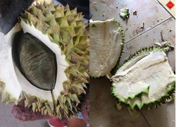 Sầu riêng ‘trúng độc’ và bức ảnh phát ra tiếng khóc từ ‘người chơi hệ sầu riêng’