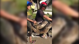 Video: Người đàn ông vô tư cười đùa, chở trăn nặng 200kg trên xe máy