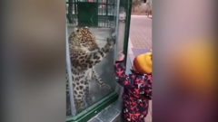 Chú báo tinh nghịch chơi đùa với em bé qua tấm kính