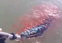 Cá mẹ cắn câu, nghìn con cá chuối hoa con lao tới bảo vệ