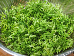 Hoa thiên lý nấu món gì ngon?