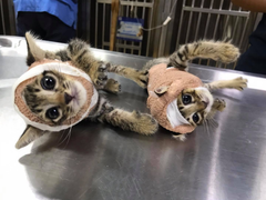 Sự thật bi hài đằng sau bức ảnh hai chú mèo ‘giang hồ’ bị bó bột gây bão mạng 