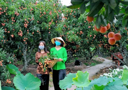 Thanh Hà mùa vải chín