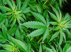 Người đàn ông Pháp trồng hơn 100 cây cần sa ở bãi giữa sông Hồng