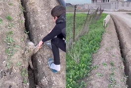 Chú cừu hậu đậu 2 lần tự đâm đầu vào khe hẹp