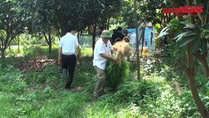 Video: Đột kích vườn cây cần sa của người đàn ông Pháp ở bãi giữa sông Hồng