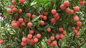 Tuần tới, đến lượt vải thiều Lục Ngạn, Bắc Giang bay sang EU