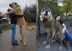 Choáng nhẹ với hội chó cưng mang ‘gen đột biến’, chống chỉ định ‘sen’ yếu tim