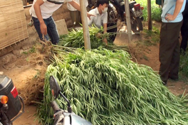 Lời khai của doanh nhân Pháp trồng 115 cây cần sa ở bãi sông Hồng