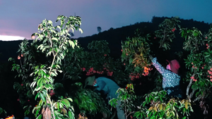 Video: Nông dân tâm dịch Bắc Giang thu hoạch vải thiều từ 3 giờ sáng