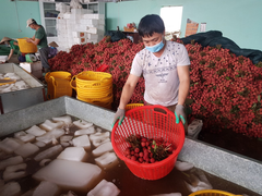 Cận cảnh quy trình bảo quản vải thiều Bắc Giang