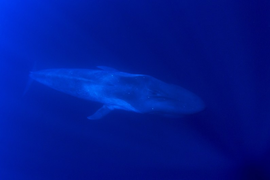 Máy dò bom hạt nhân 'đánh hơi' thấy tiếng hát kỳ quái dưới đáy đại dương