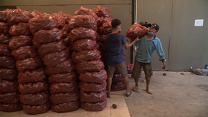 Video: Người dân TP.HCM đổ xô mua khoai lang tím giá 2.000/kg