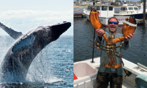 Ngư dân bị cá voi nuốt chửng rồi nhổ ra ly kỳ sau 40 giây