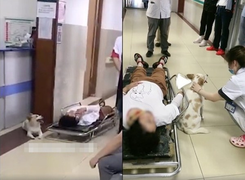 Cô chủ gặp tai nạn, chó cưng khóc suốt không chịu rời
