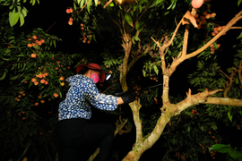 Ảnh: Người dân Bắc Giang soi đèn, xuyên đêm thu hoạch vải thiều